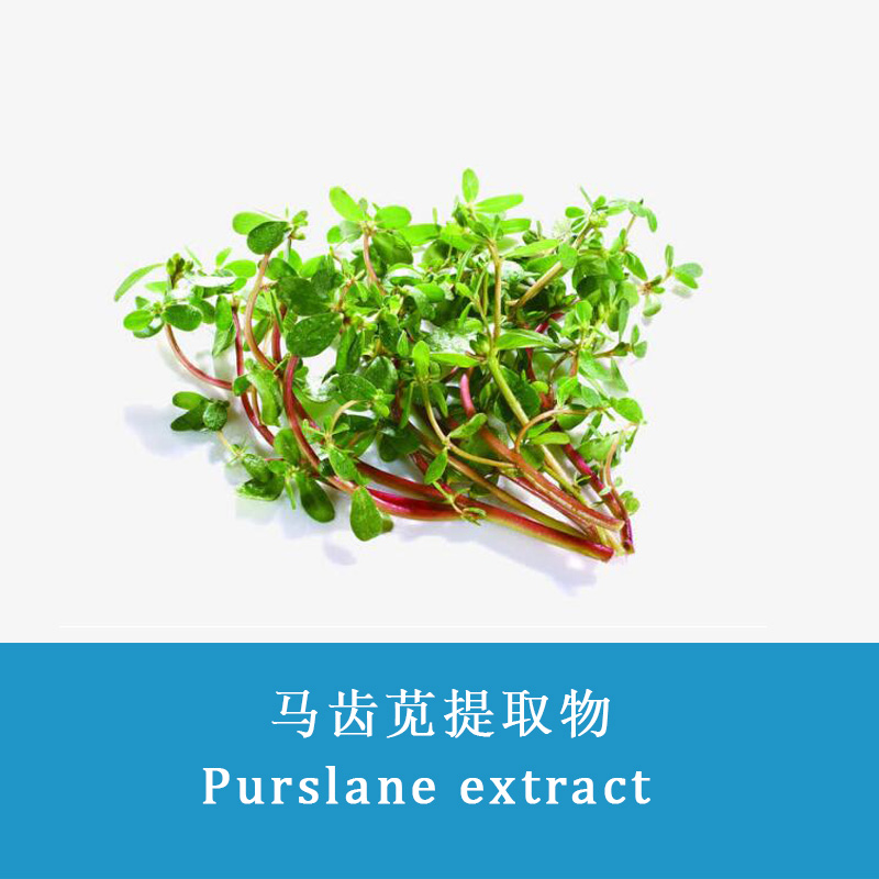 Purslane Herbs Extract