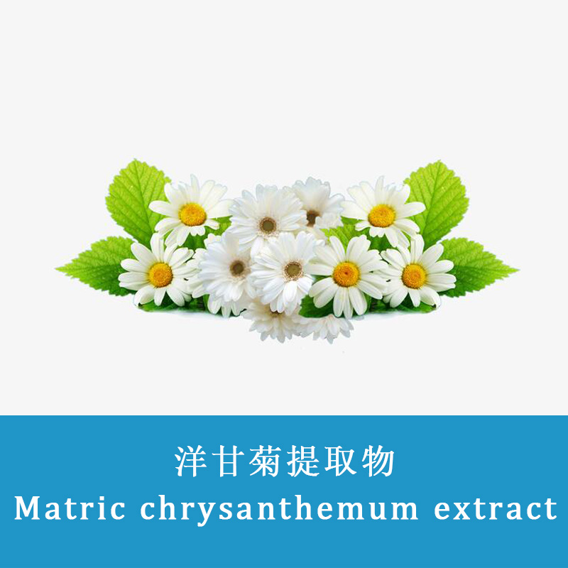  Matric chrysanthemum extract
